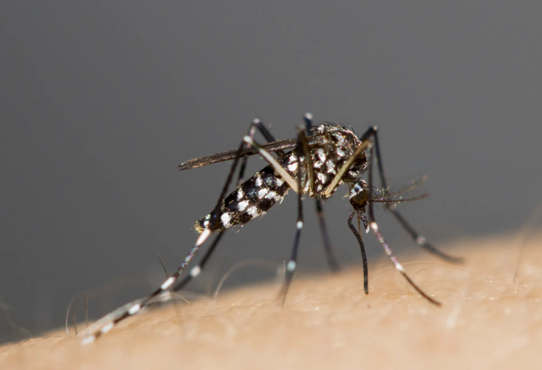 Mosquitos Aedes