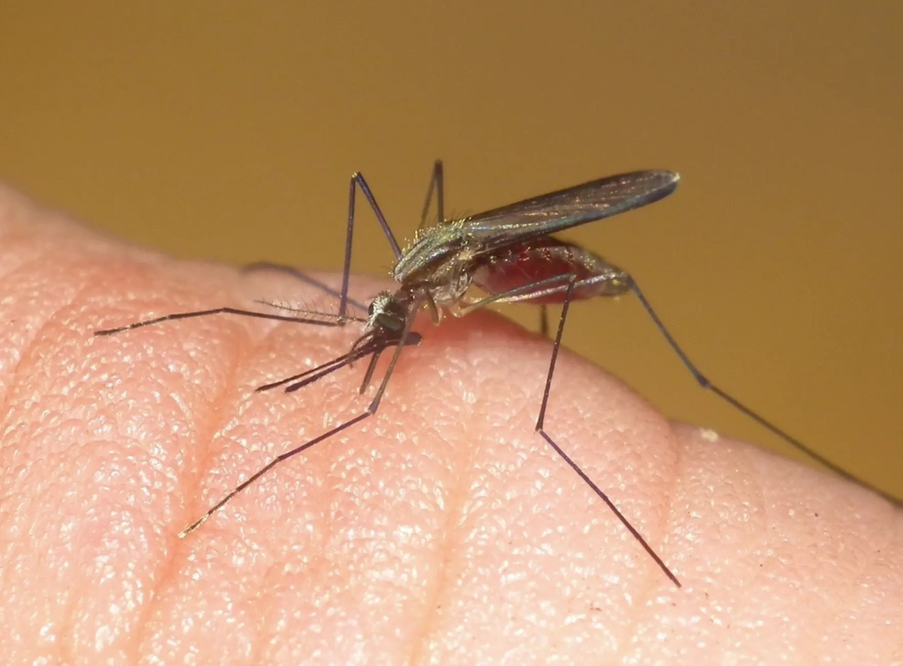 Mosquitos Anopheles