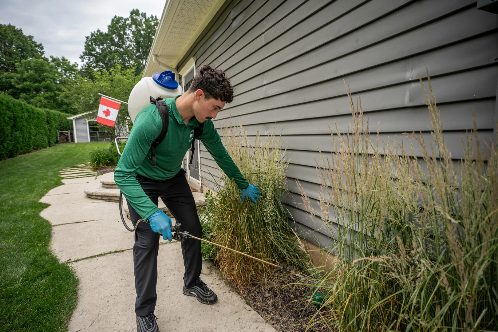 Servicios de control de hormigas - Insight Pest Solutions