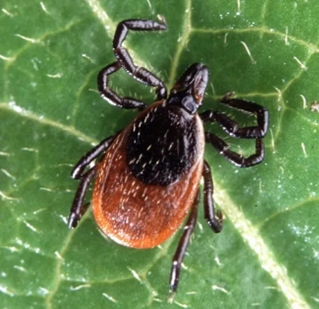Garrapatas de patas negras (garrapatas del ciervo)