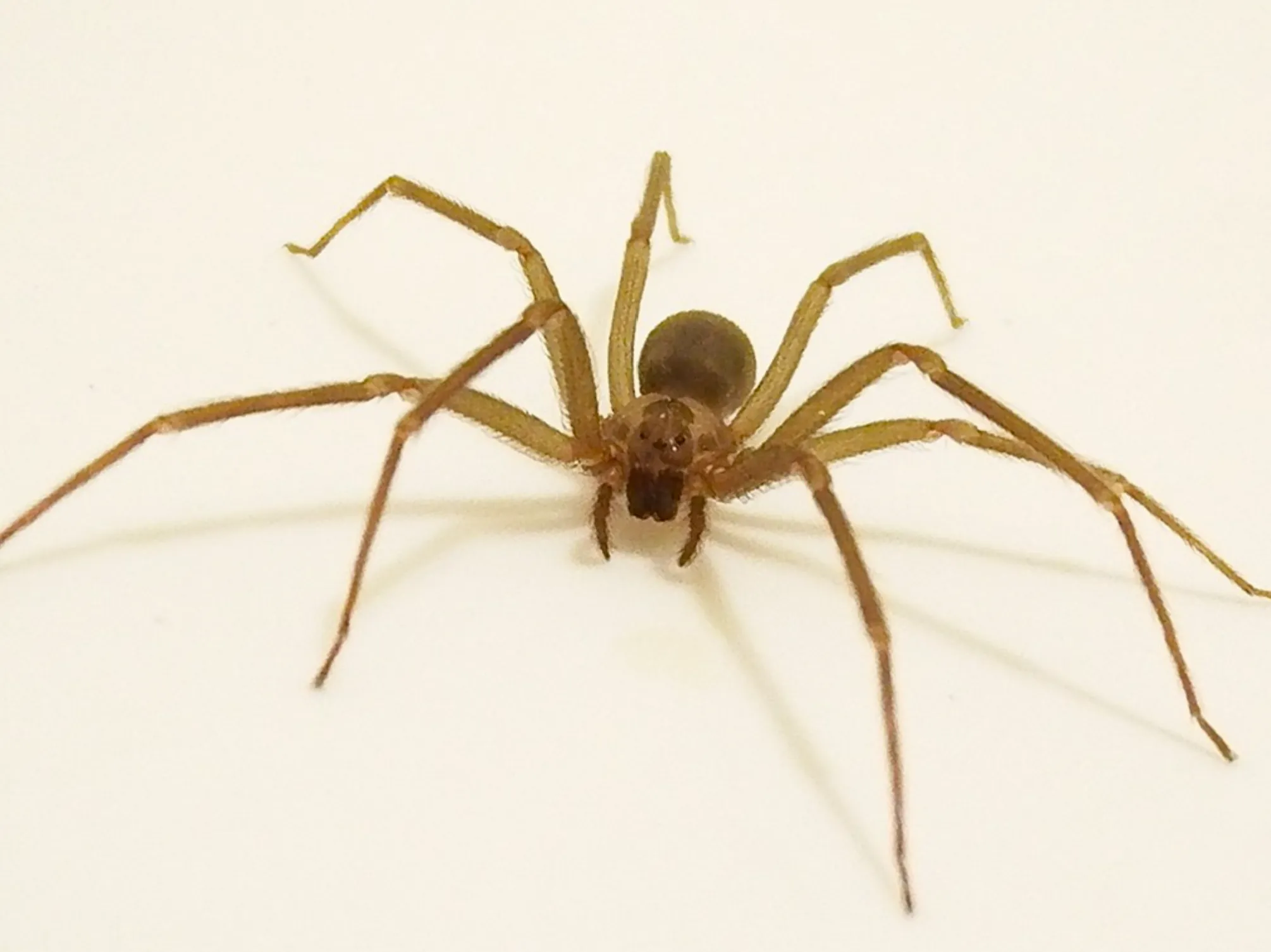Reclusa parda