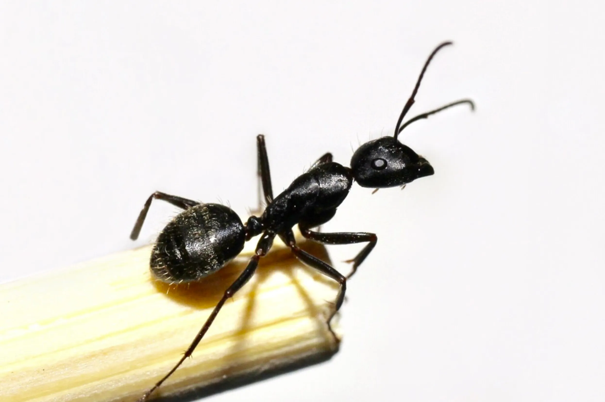 Hormigas carpinteras
