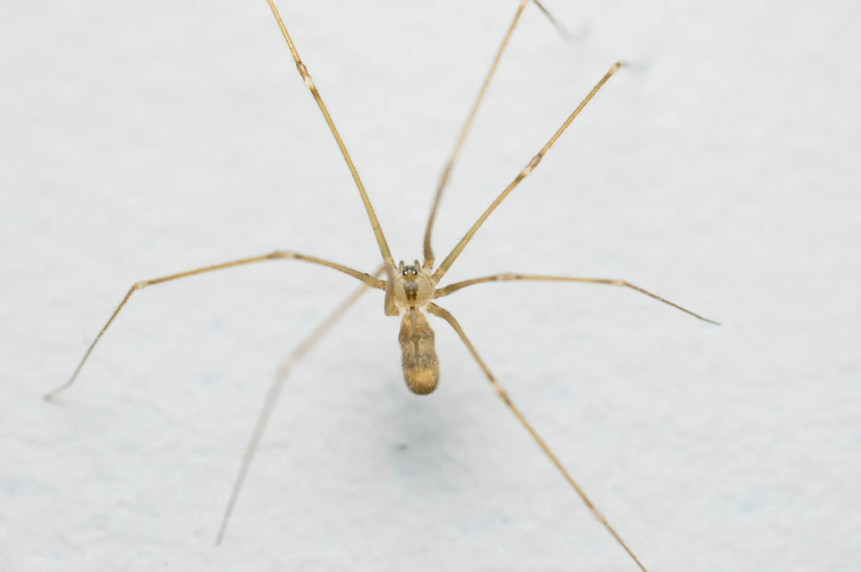 Araña de bodega