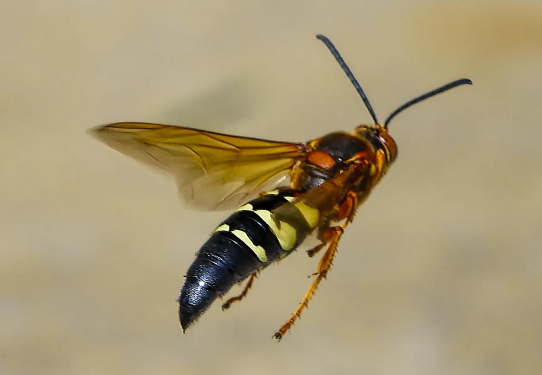 Avispa cazadora de cigarras
