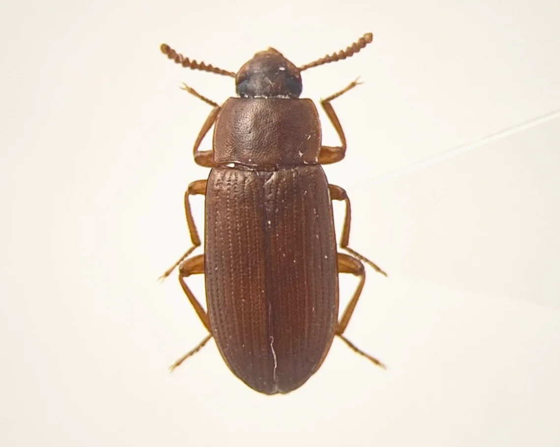 Escarabajos confusos de la harina