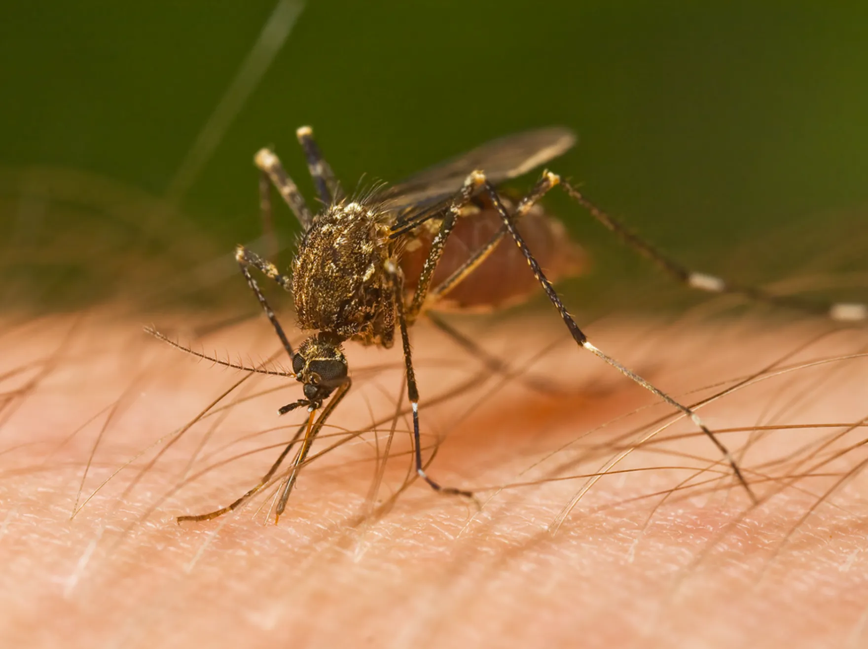 Mosquitos Culicidae