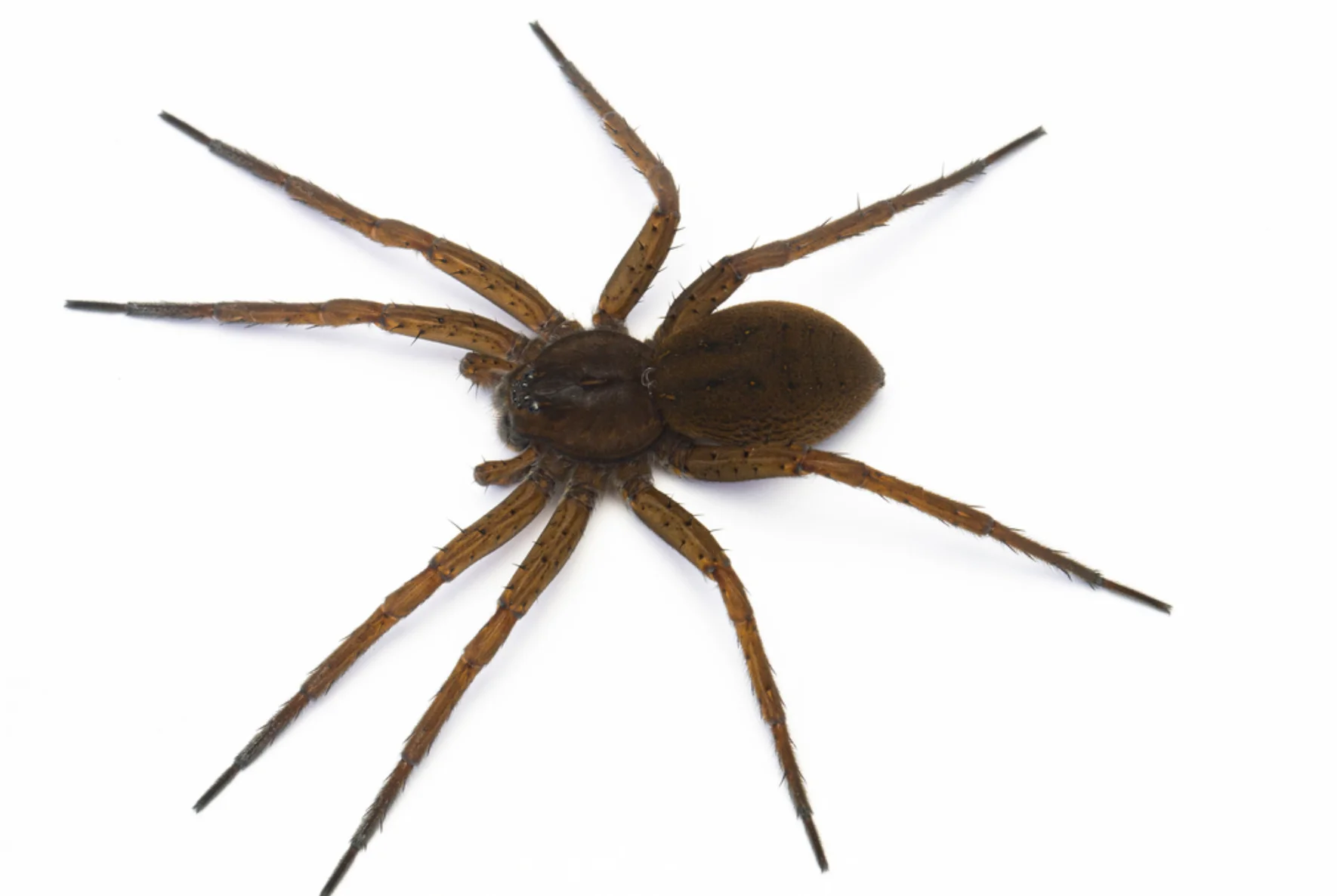 Araña pescadora