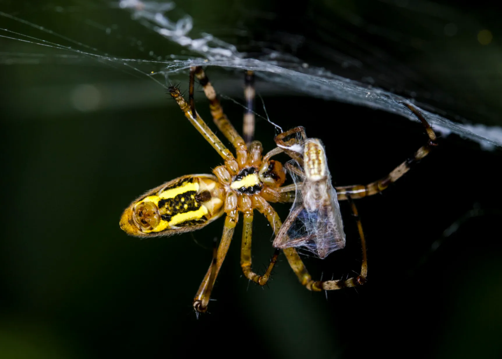 Araña de jardín