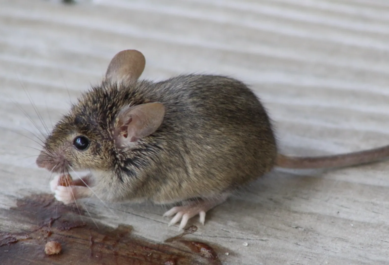 Ratones
