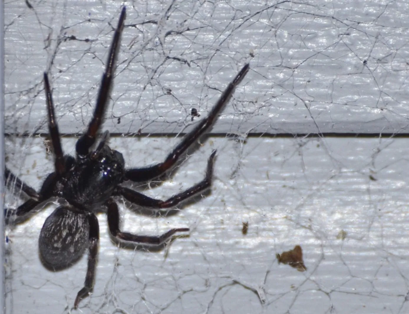 Araña doméstica