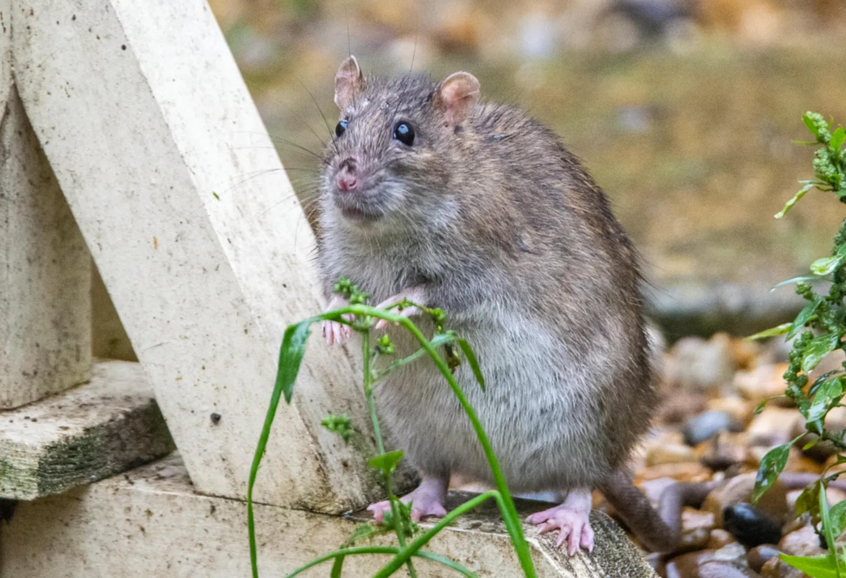 Ratas