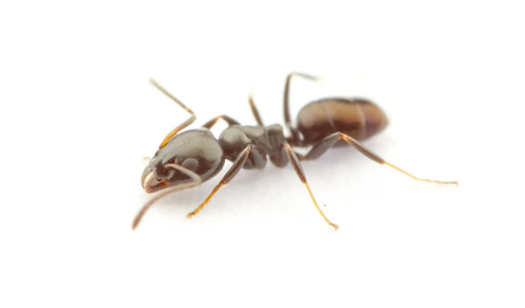 Hormigas olorosas domésticas