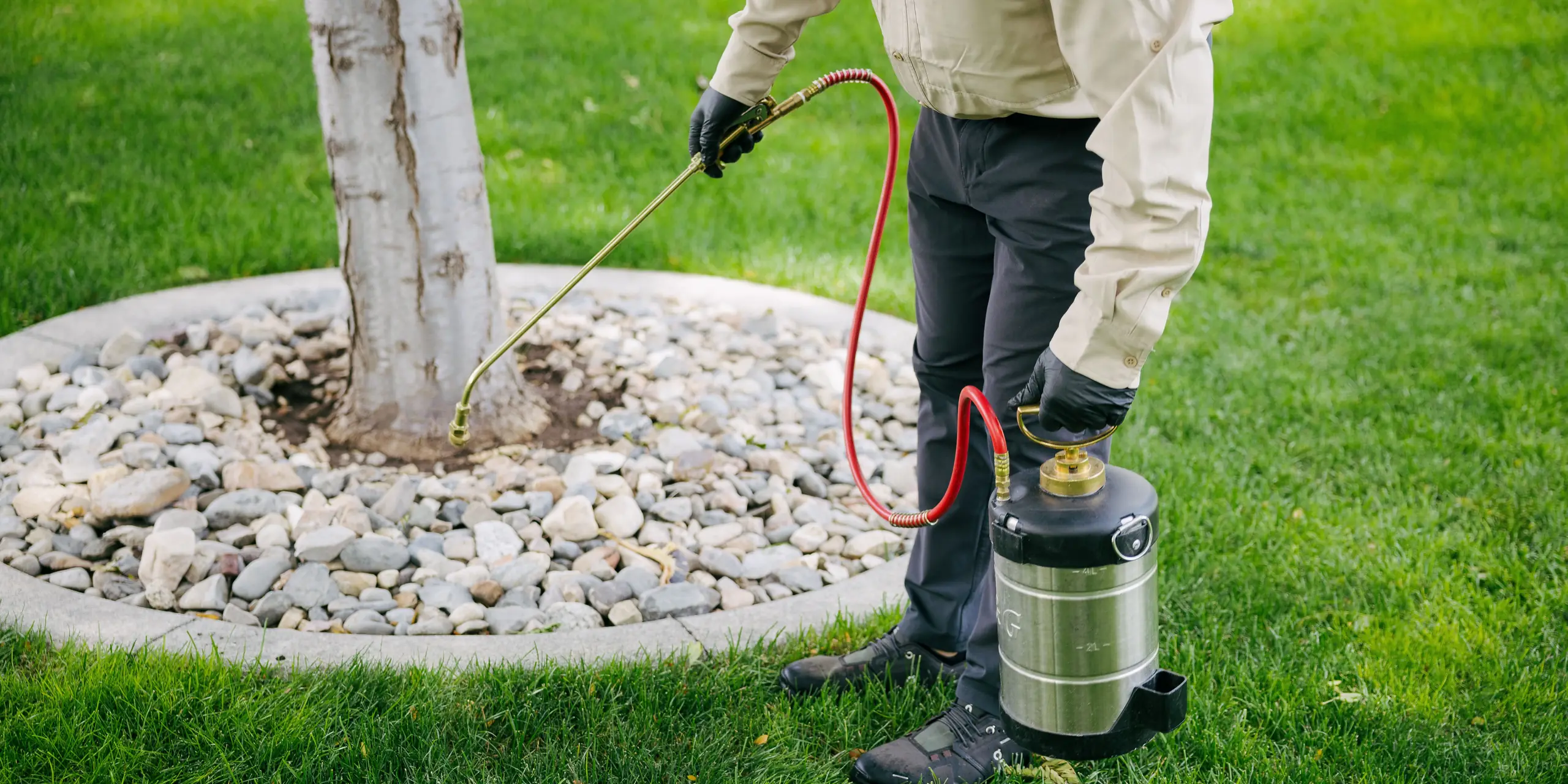 Pest control technician in gloves spraying the base of a tree ringed with river rock in a green lawn