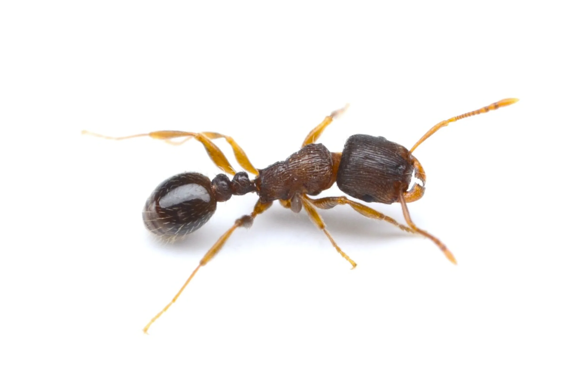 Hormigas del pavimento