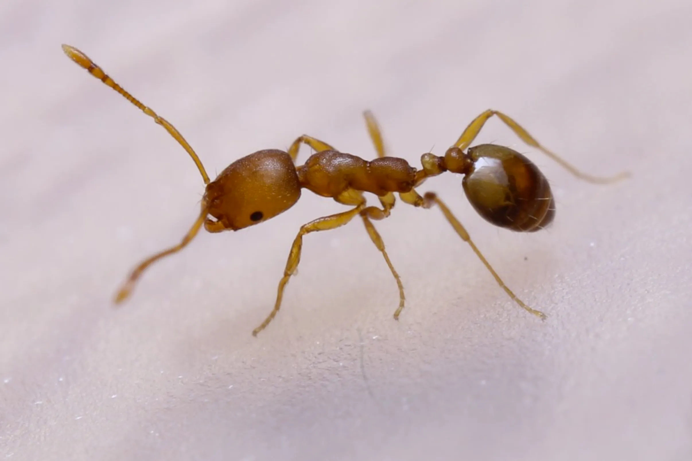 Hormigas faraónicas
