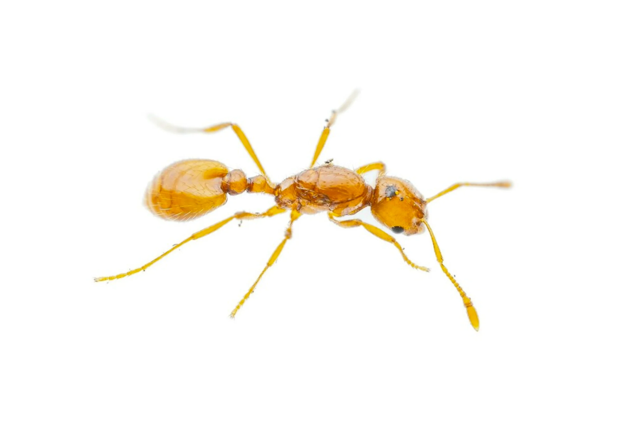 Hormigas ladronas