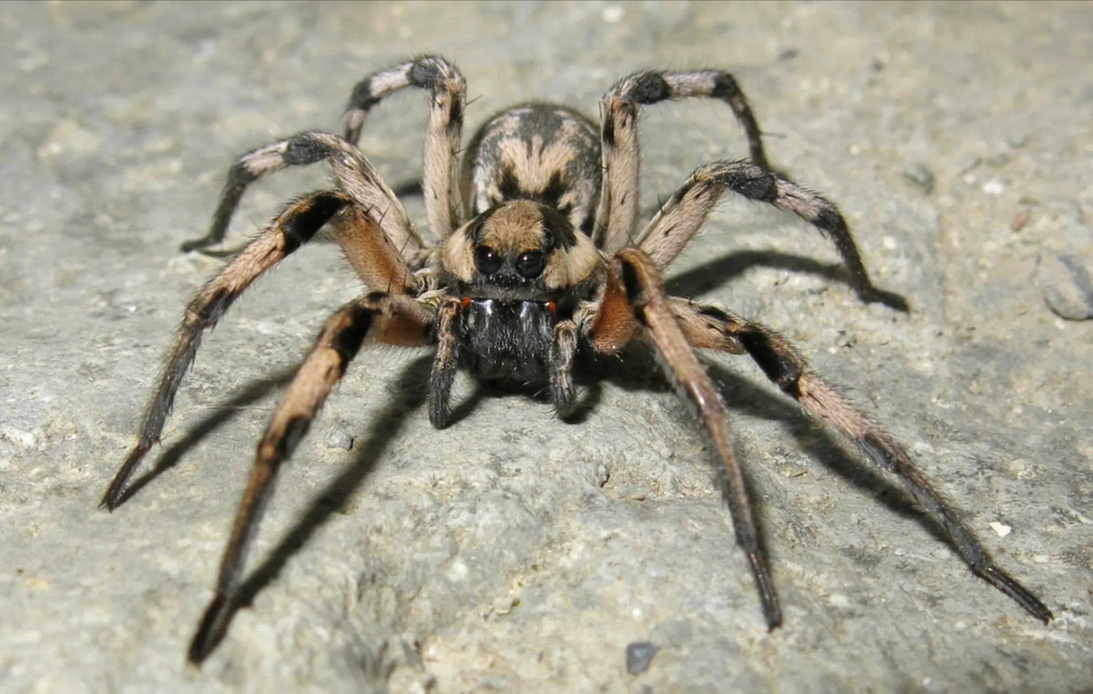 Araña lobo