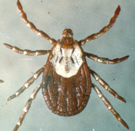 Garrapatas del bosque