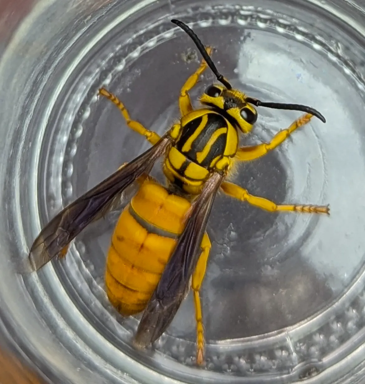 Avispa chaqueta amarilla